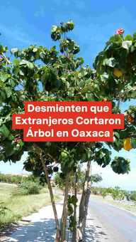 FOTO: Desmienten que Extranjeros Cortaron Árbol en Oaxaca