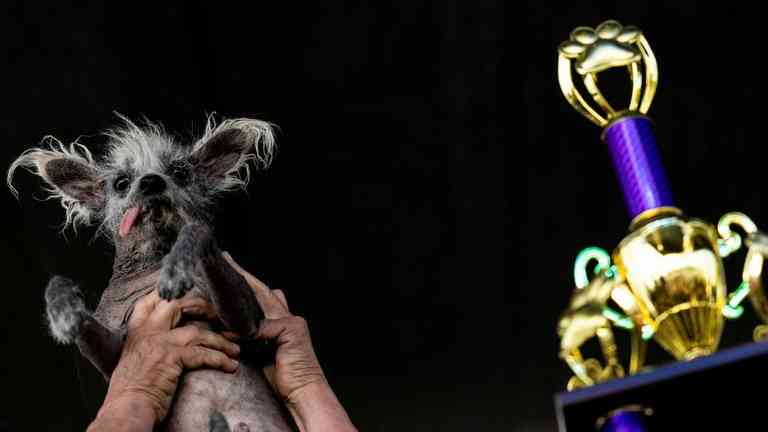 Así es Scooter, el Perrito de 7 Años Ganador del Concurso del Perro Más Feo del Mundo 2023