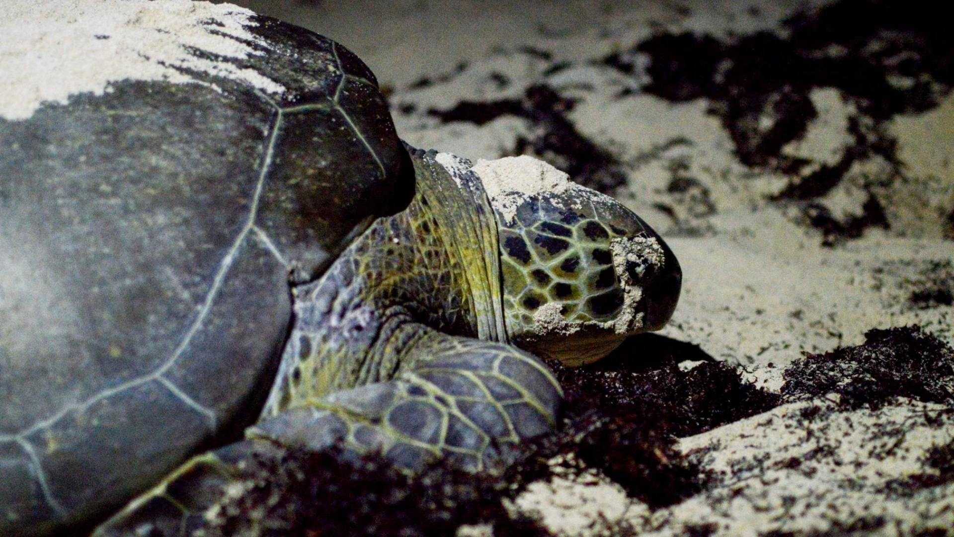 Un nuevo informe detalló que el gobierno de México no ha aplicado de forma efectiva las leyes para proteger a las tortugas caguama