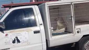 Rescatan a Perrito de Maltrato en Tijuana