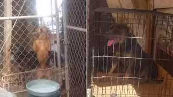 Denuncian a Asociación Por Maltrato Animal en Ensenada