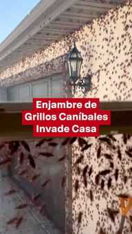 FOTO: Enjambre de Grillos Caníbales Invade Casa