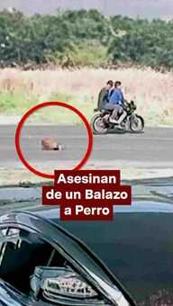 FOTO: Asesinan de un Balazo a Perro