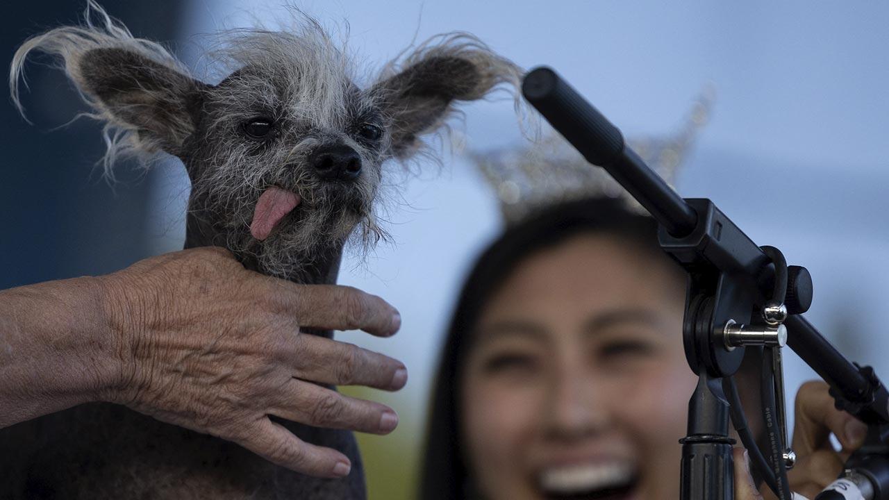 Scooter, el Perrito de 7 Años Ganador del Concurso del Perro Más Feo del Mundo 2023