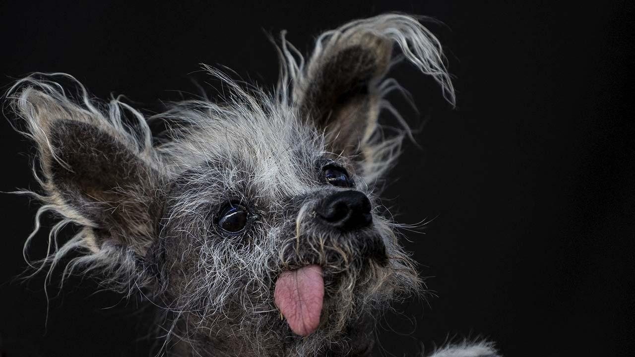 Scooter, el Perrito de 7 Años Ganador del Concurso del Perro Más Feo del Mundo 2023