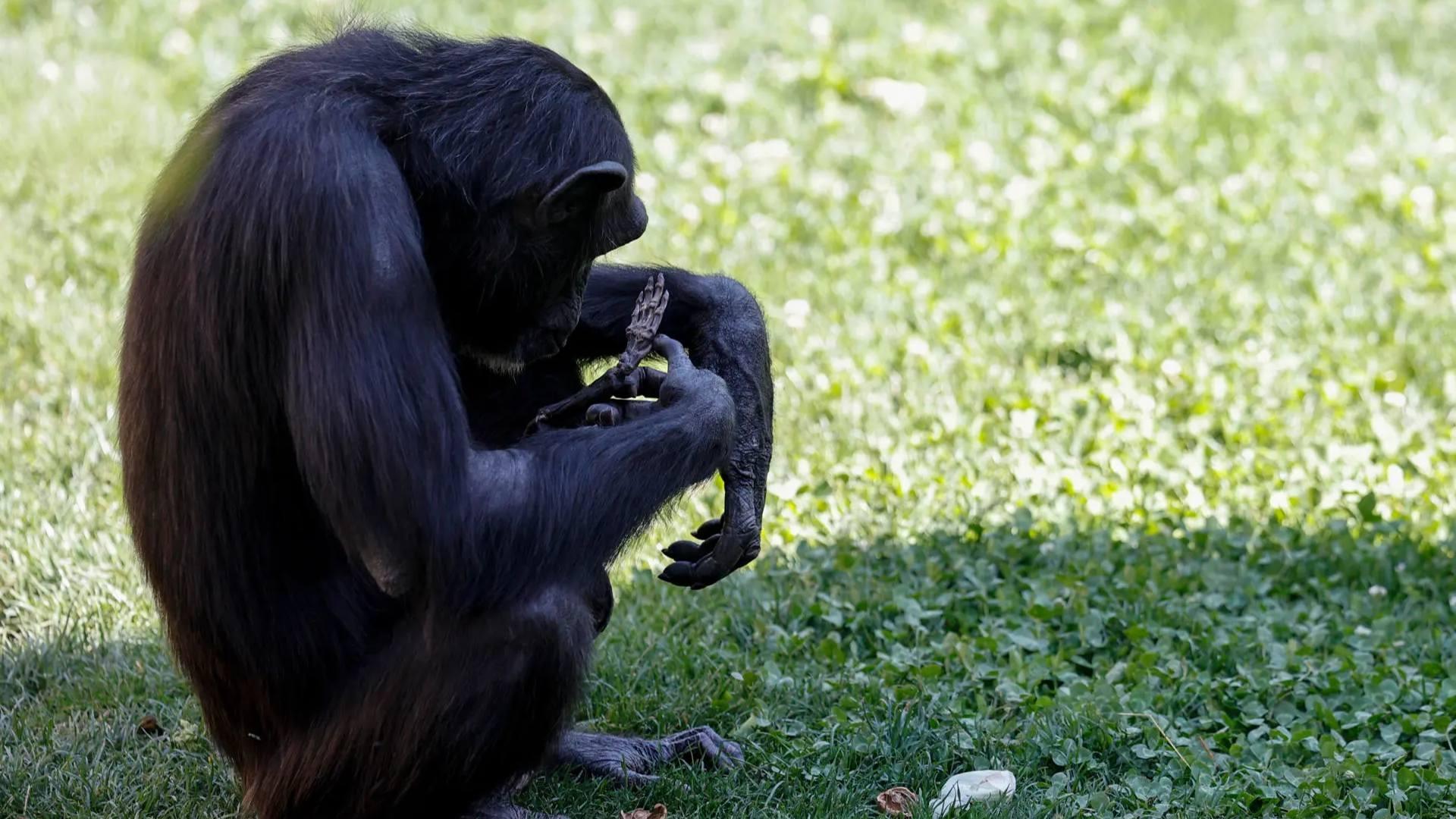 Mamá Chimpancé No Supera Muerte de su Bebé: Lleva Meses Cargando el Cuerpo de su Cría