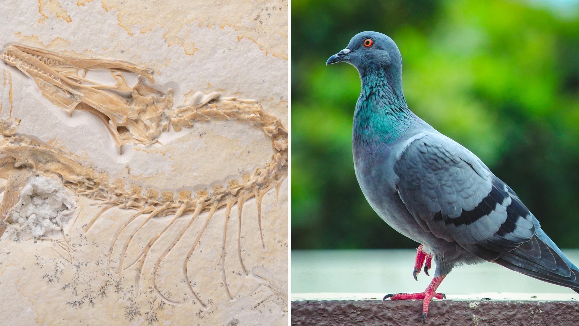 Científicos Confirman que Aves Son Dinosaurios Modernos tras Estudiar un Fósil