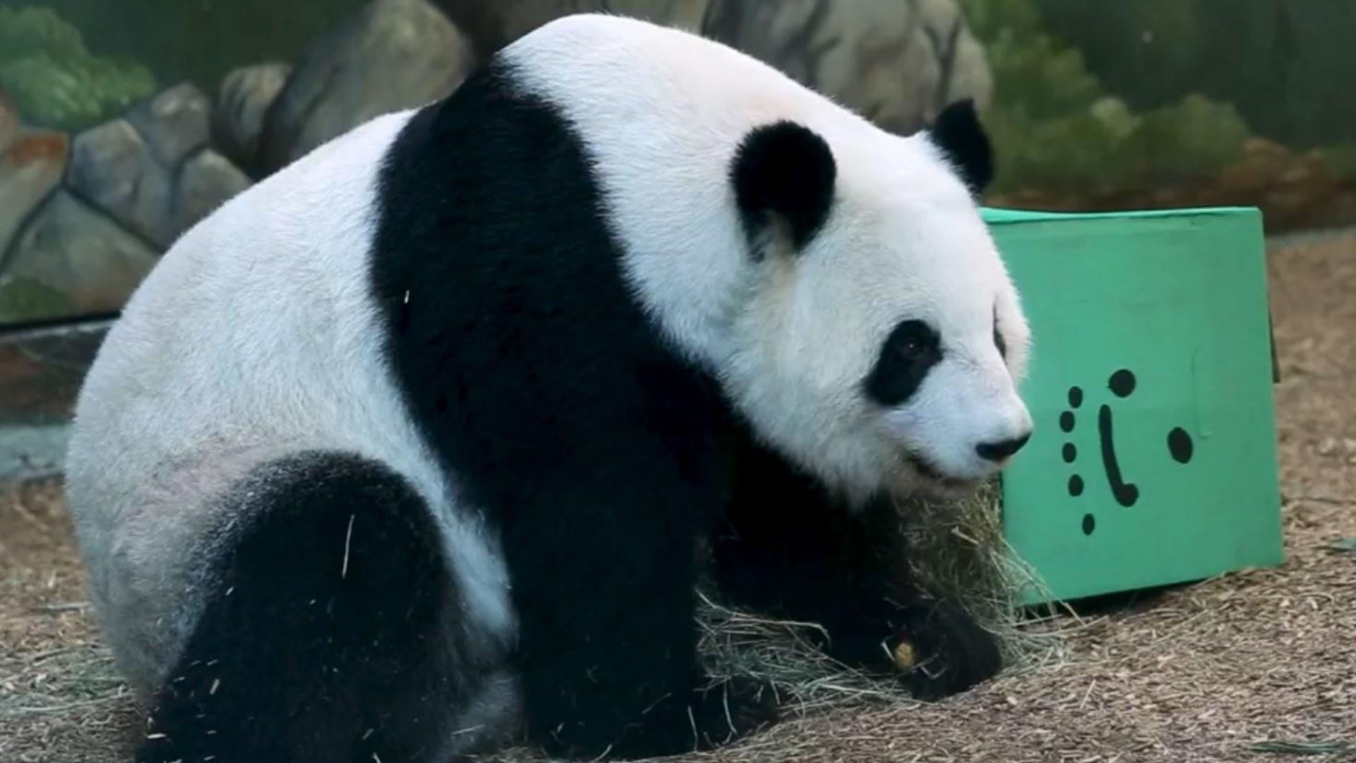 Volverán a China Últimos Pandas Gigantes Residentes en Estados Unidos 