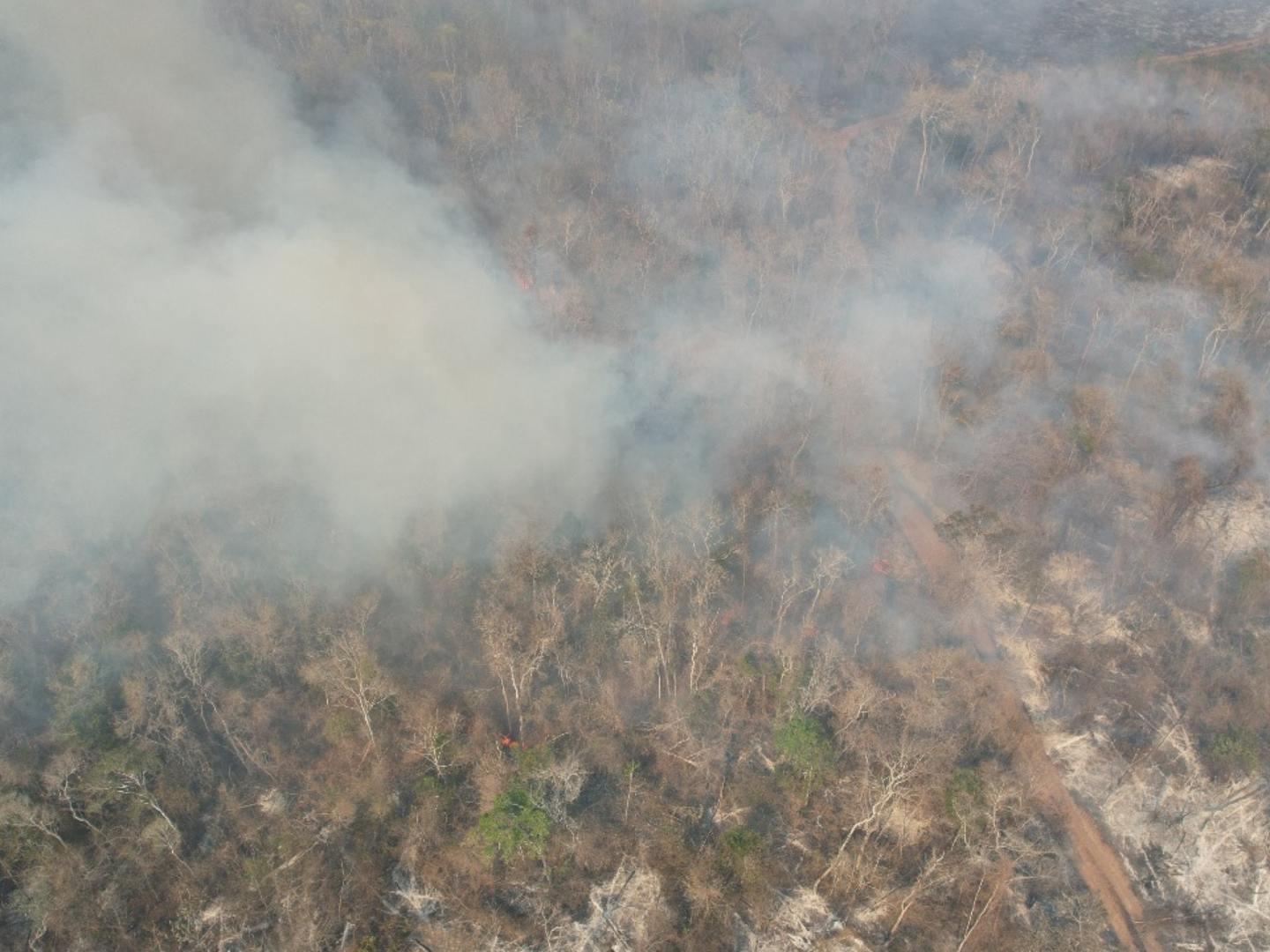 Incendios Forestales en Campeche Devastan Miles de Hectáreas de Selvas y Pastizales