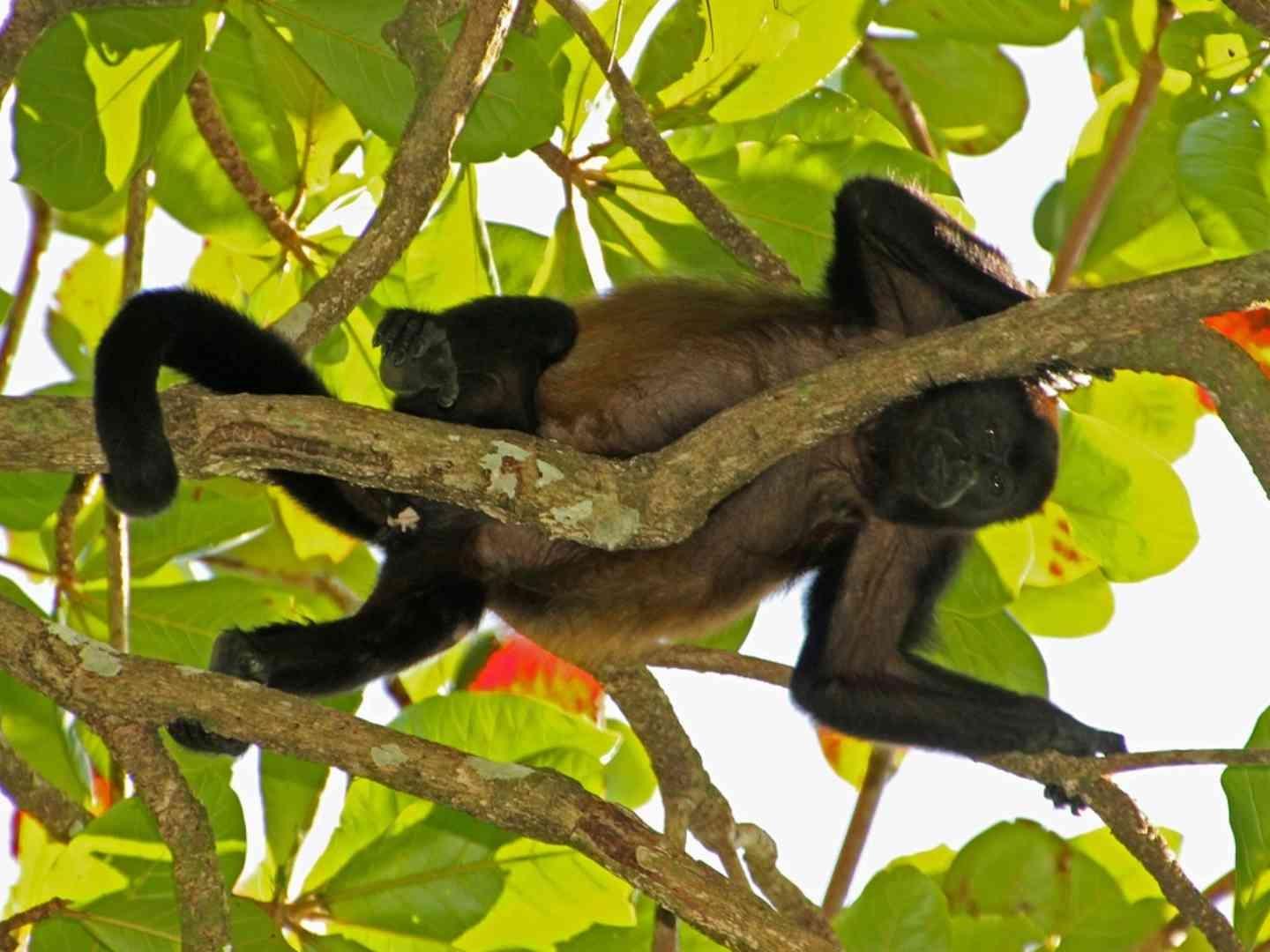 Fingen Rescatar a Monos en Tabasco y los Ponen a la Venta en Redes Sociales