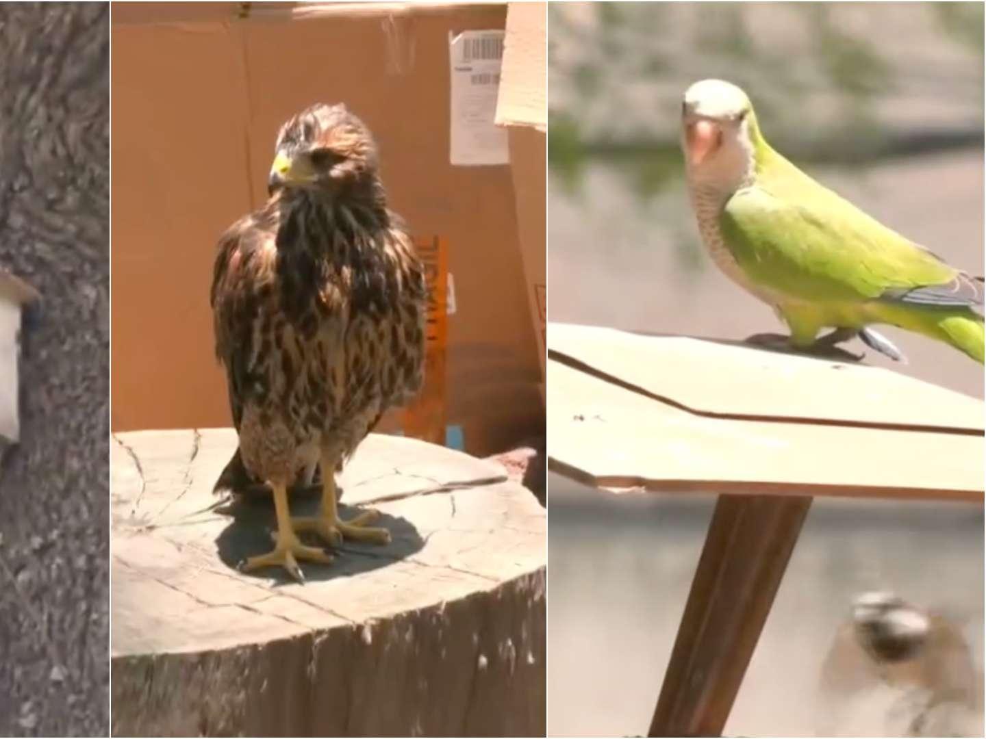 Vecinos Convierten Camellón en Santuario de Aves en la CDMX