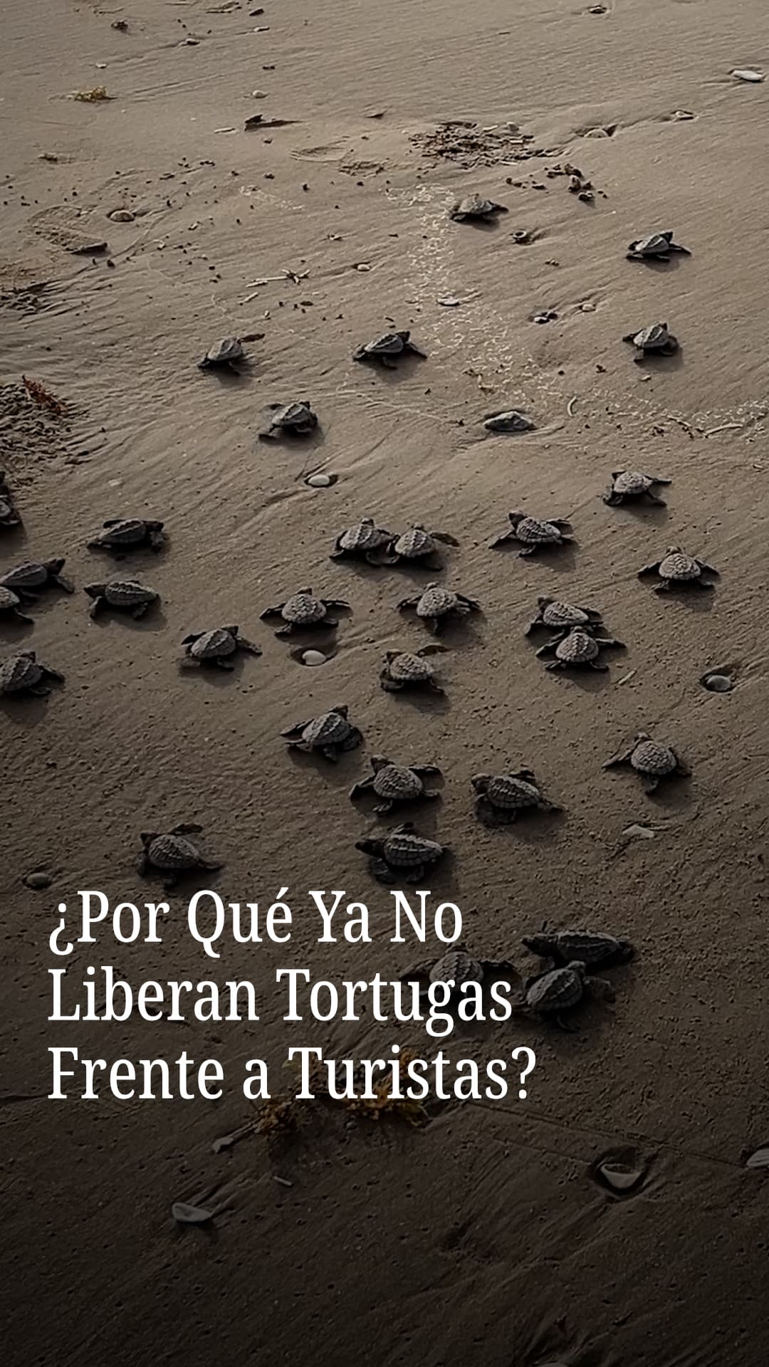 ¿Por Qué Ya no Liberan Tortugas Frente a Turistas?
