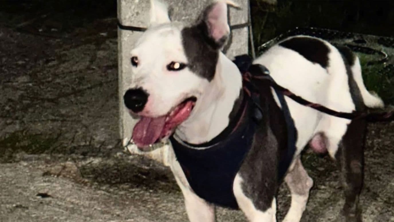 Pitbull Ataca y Mata a Mascota Frente a Madre e Hijo en Tampico, Tamaulipas