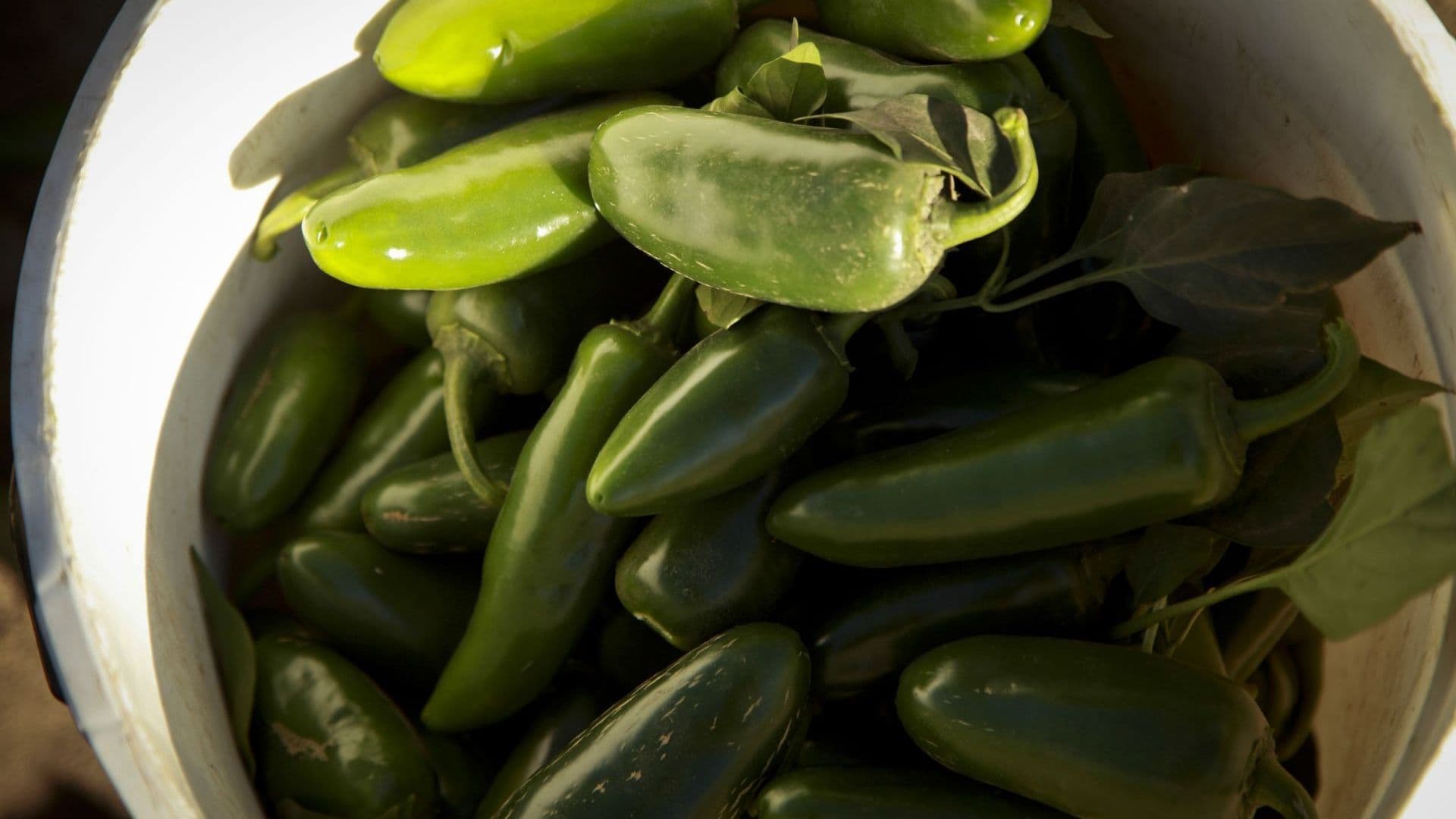 Chiles jalapeños. Foto: Cuartoscuro/ Archivo