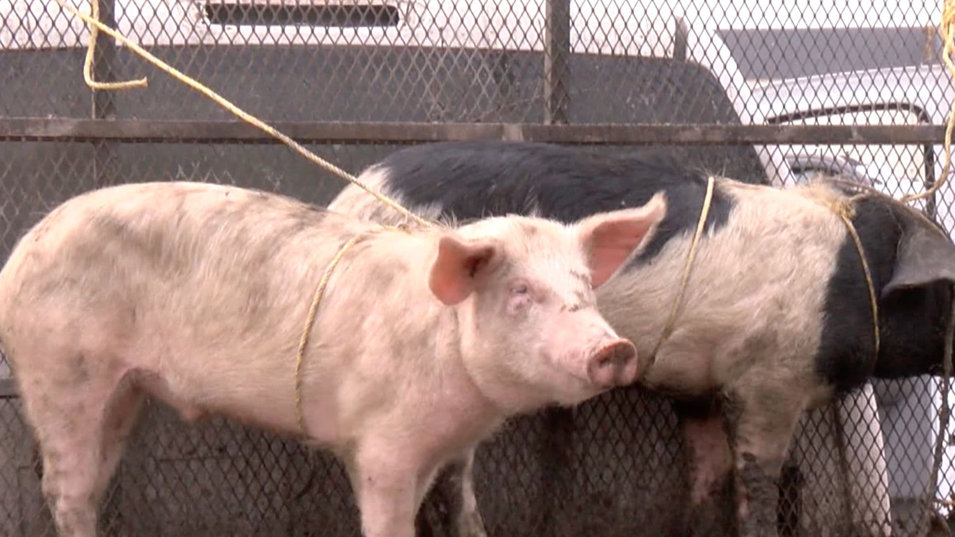 Confirman Caso de Gusano Barrenador en Cerdo en Cruillas, Tamaulipas