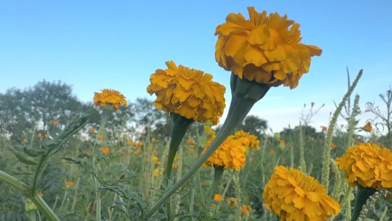 Florece Campo de Cempasúchil en el Ejido La Libertad, en Ciudad Victoria
