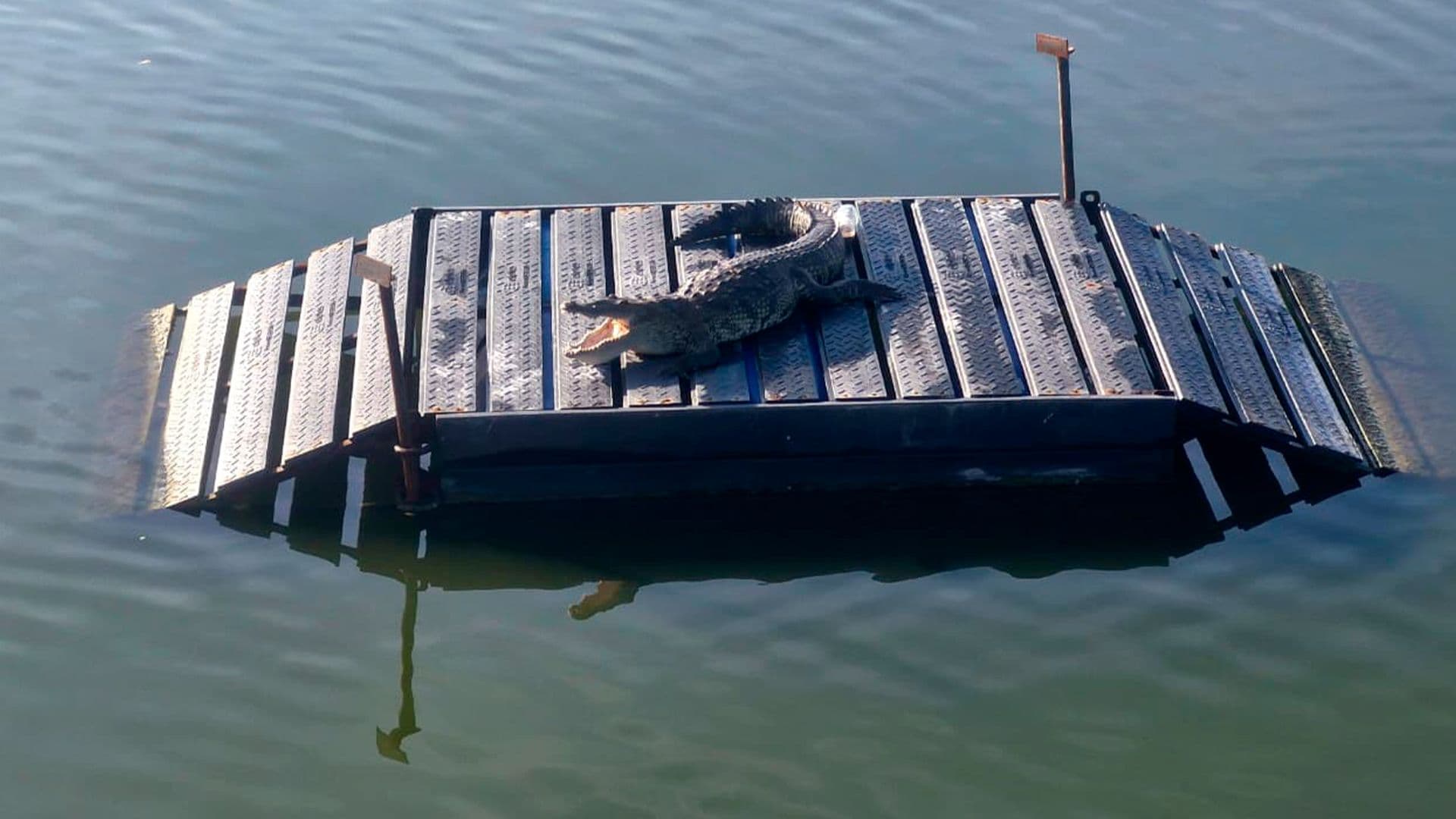Carne de Cocodrilo: Pescadores Explican Cómo Diferenciarla de un Filete de Pescado