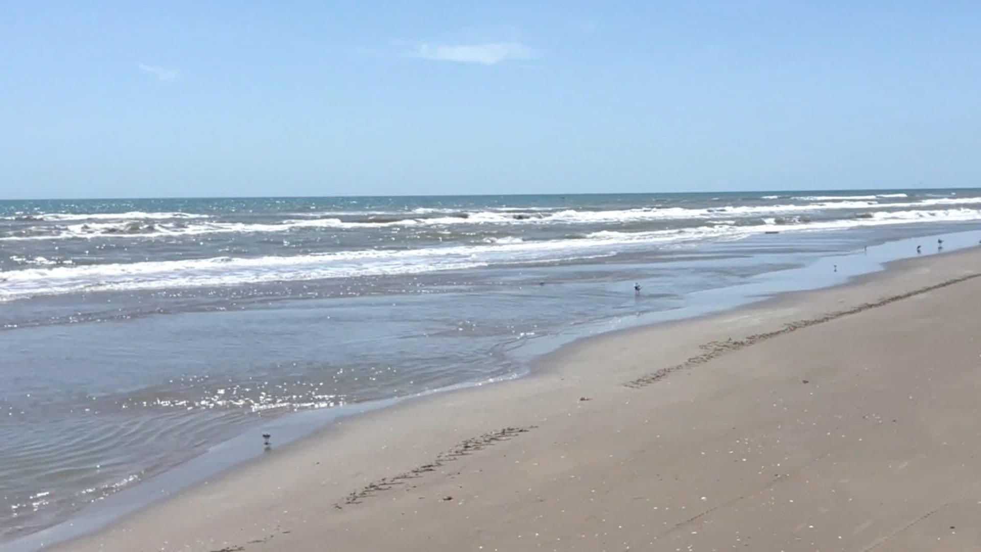Hallan Animales Muertos en Playa Bagdad; Reportan una Gallina, un Pato y una Cabra
