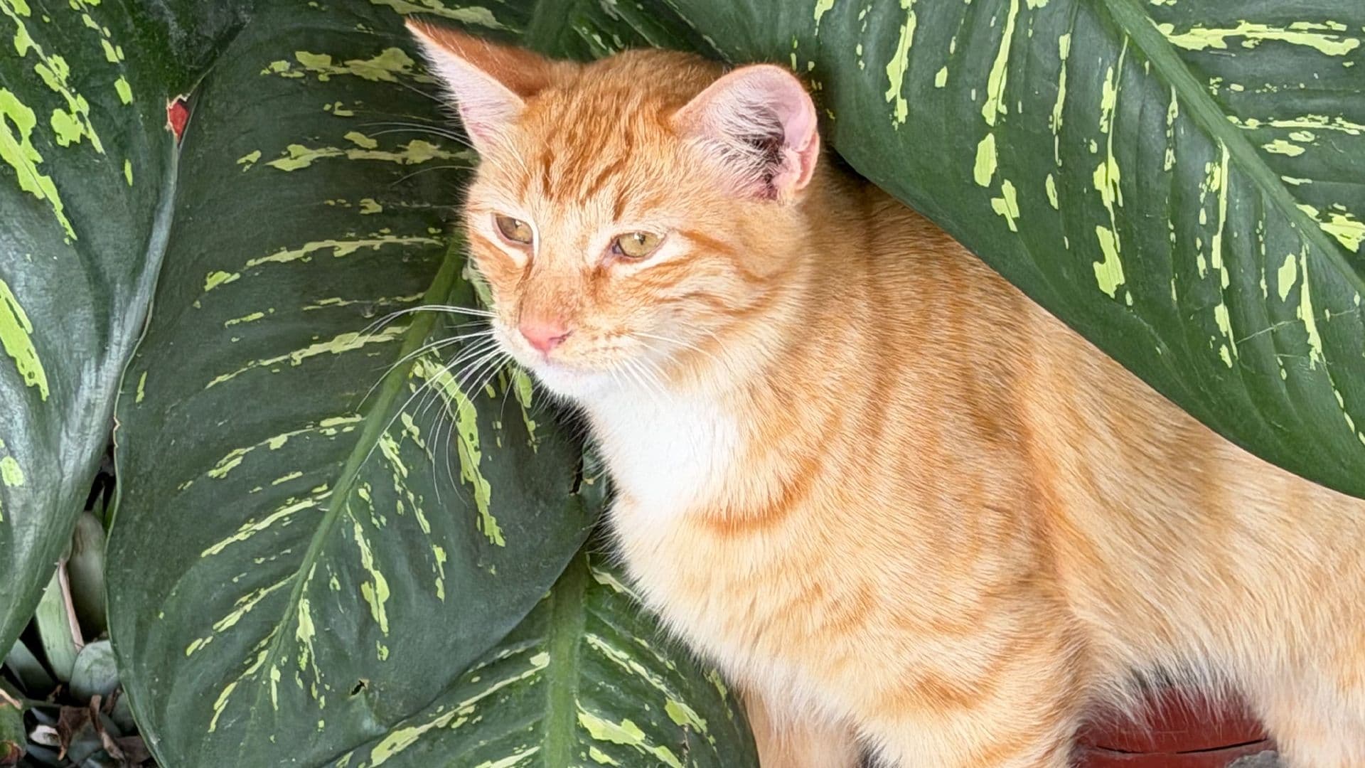 Abandonan Gato Presuntamente Envenenado en Ciudad Madero