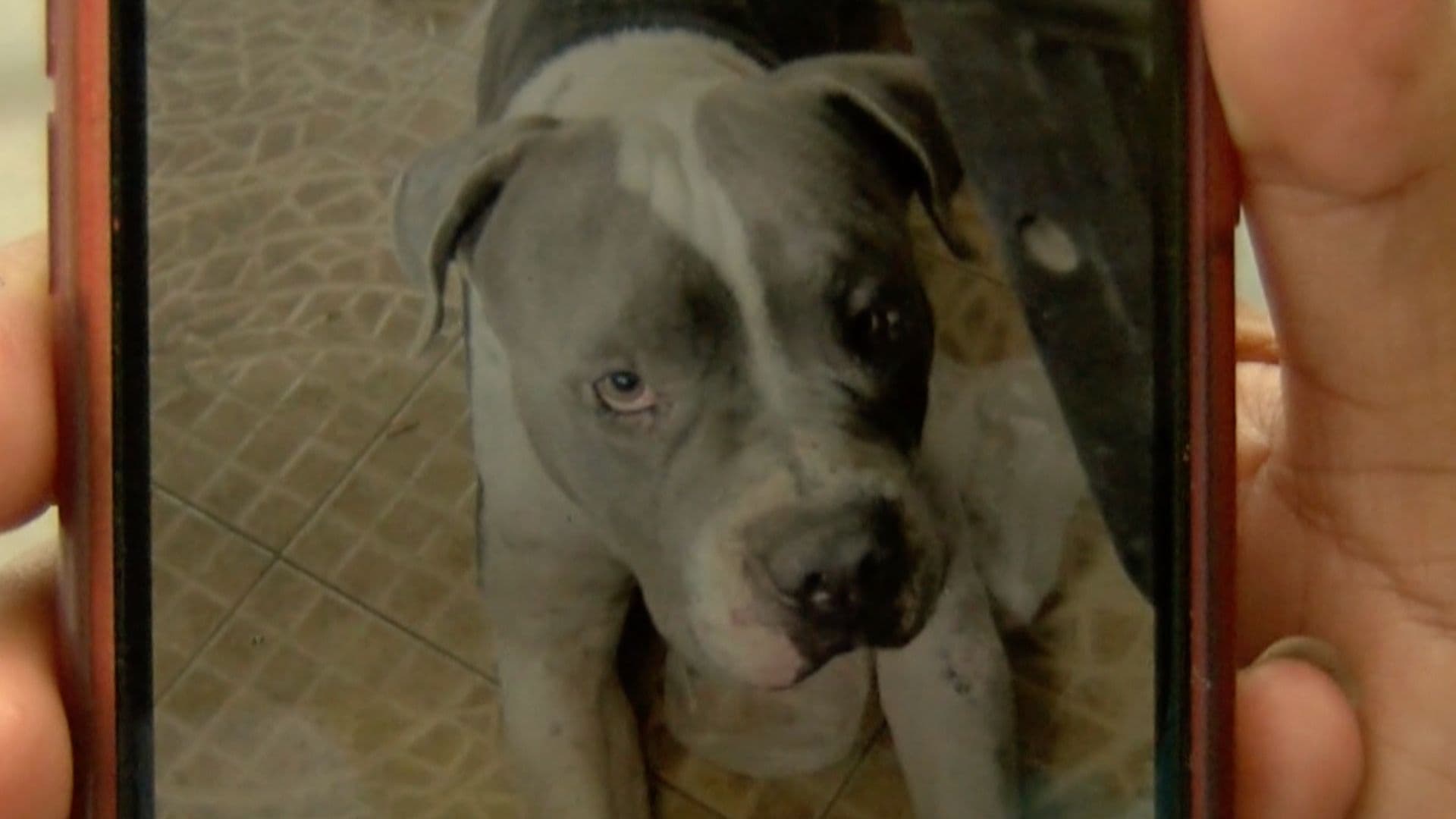 Acusan a Mujer por Presunto Ataque a Perro con Arma Blanca en Tampico, Tamaulipas