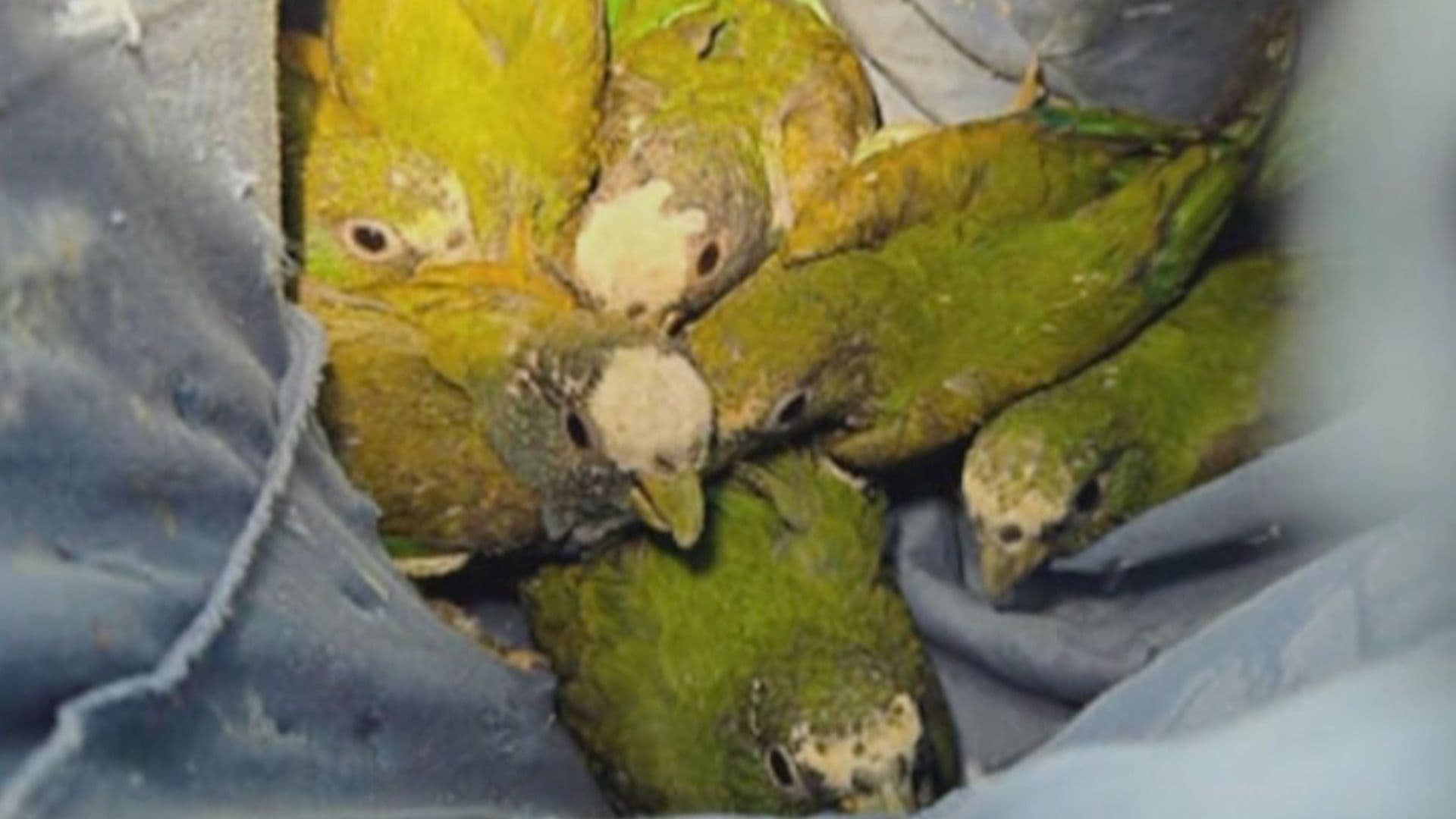 Aseguran 30 Loros Amazónicos Presuntamente Contrabandeados en Texas