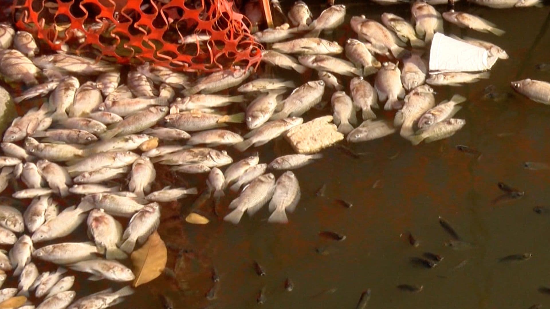 Se Registra Mortandad de Peces en la Colonia Candelario Garza en Ciudad Madero