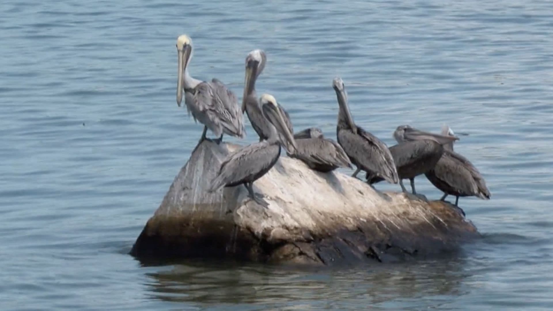 Sin Mortandad de Fauna en Río Pánuco; Aseguran Autoridades