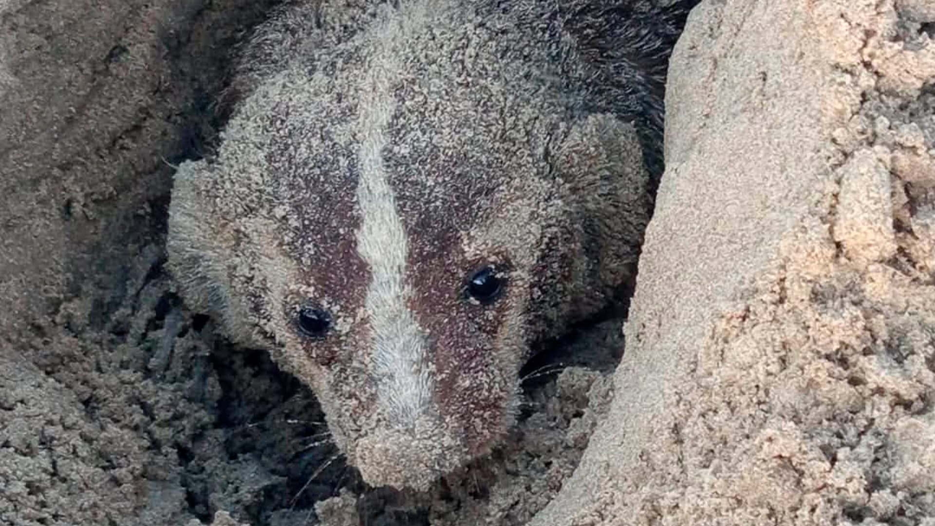 Avistamiento de Tejón Americano por Primera Vez en una Década en Playa Bagdad