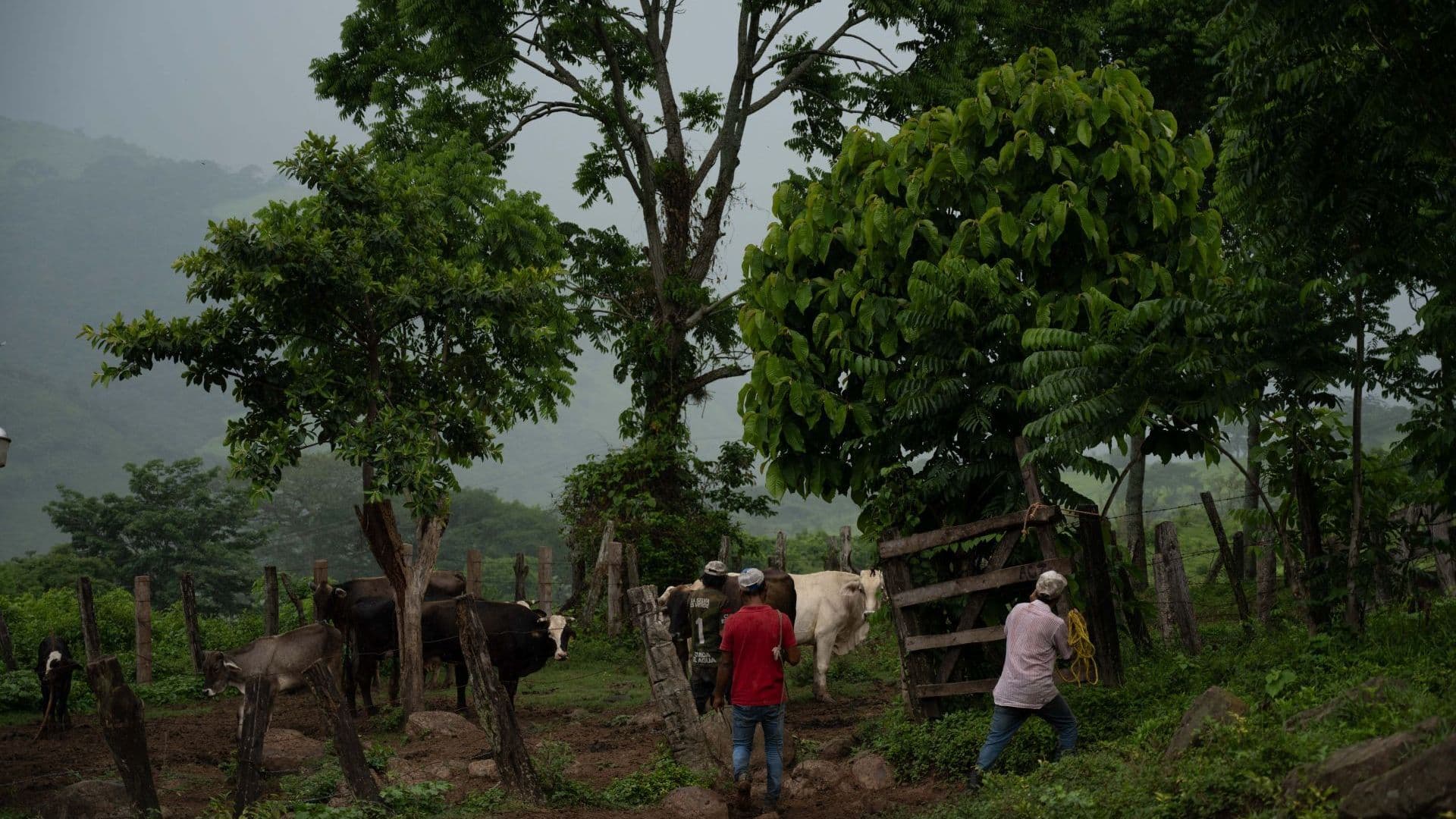 Confirman Primera Muerte Humana por Gusano Barrenador en Veracruz