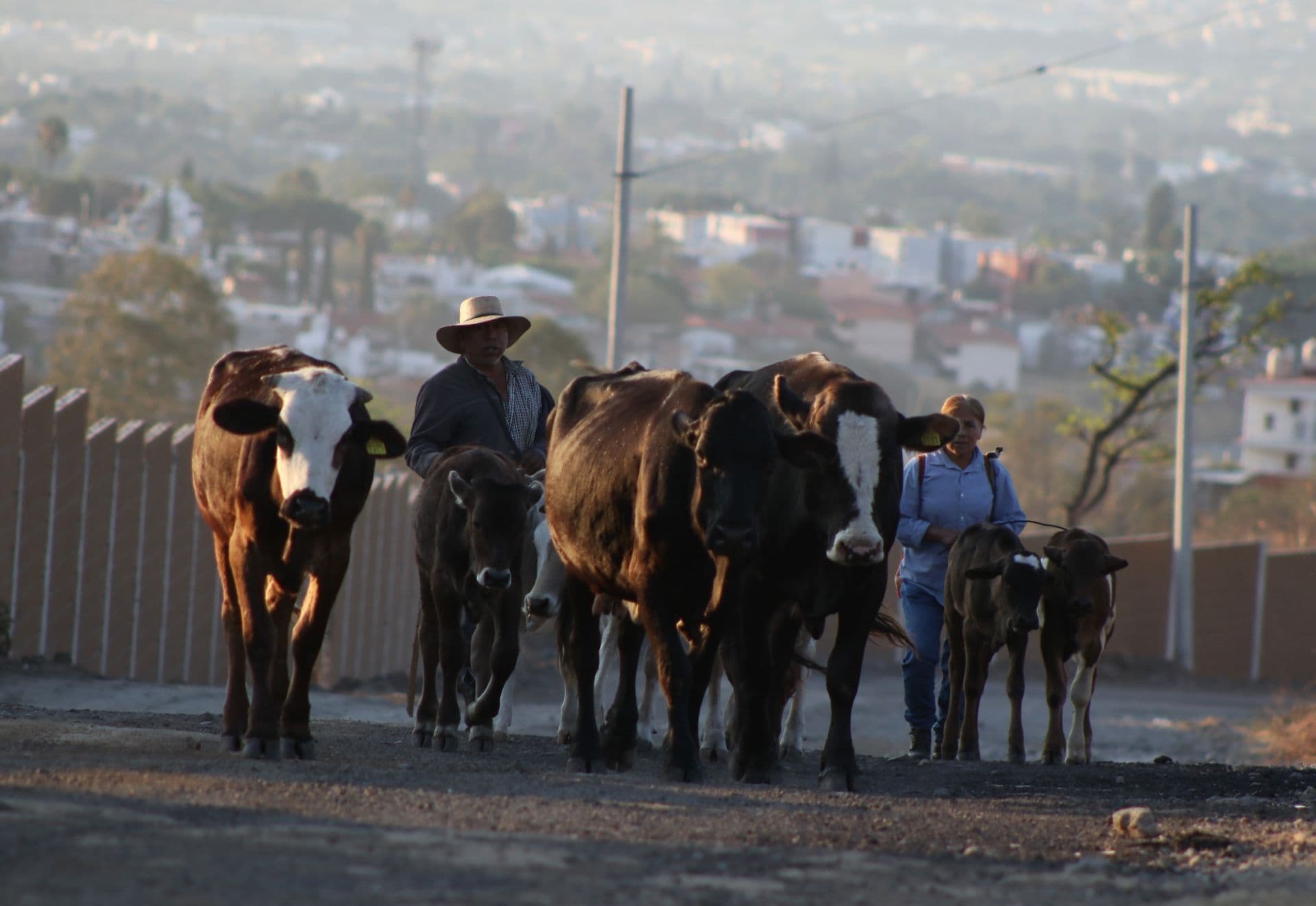 Una mujer llevan su ganado a pastar en zona rural. Foto: Cuartoscuro