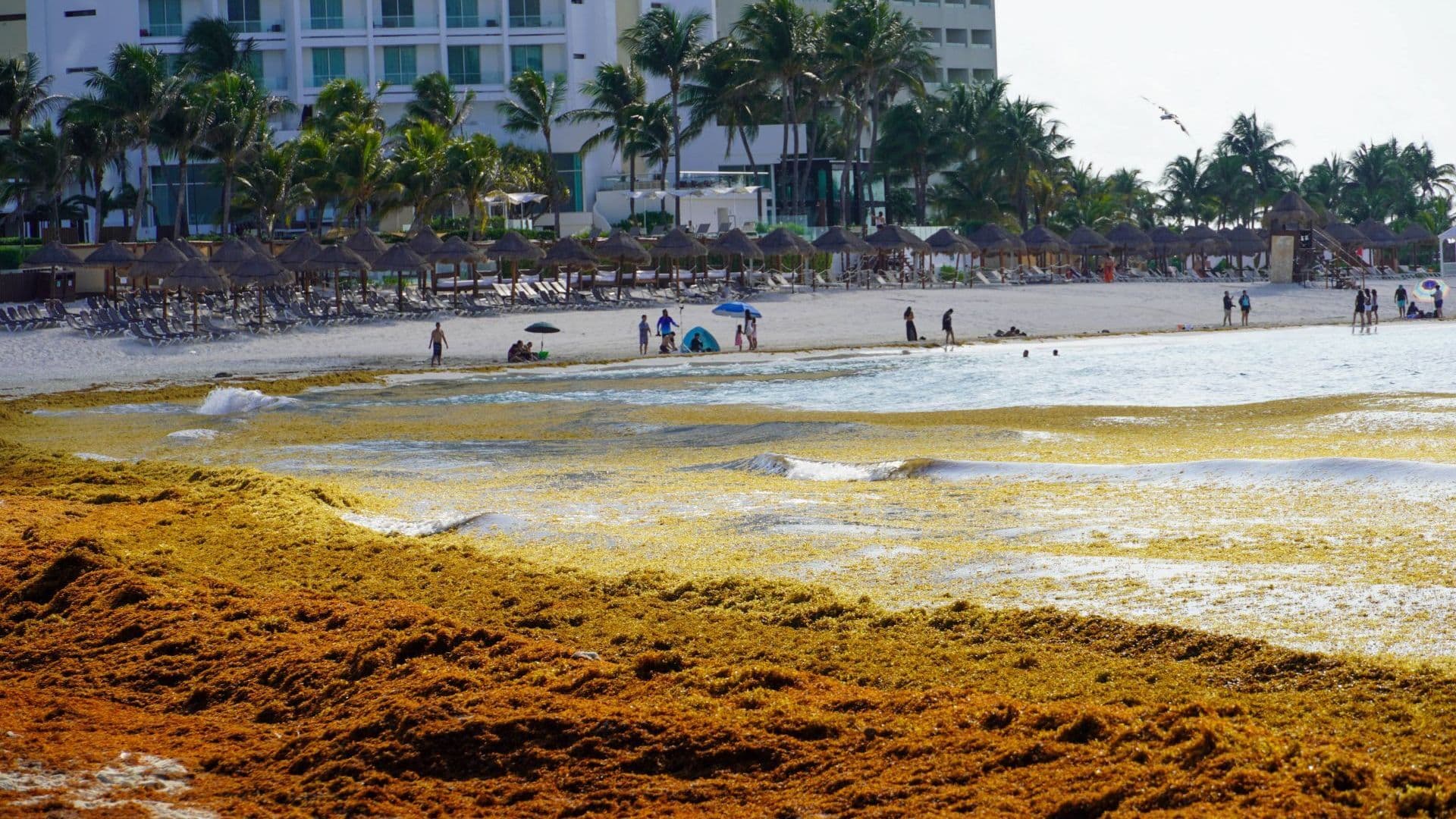 Sargazo Colma Playa Forum: Fotos Muestran Recale Masivo Hoy en Plenas Vacaciones 2026