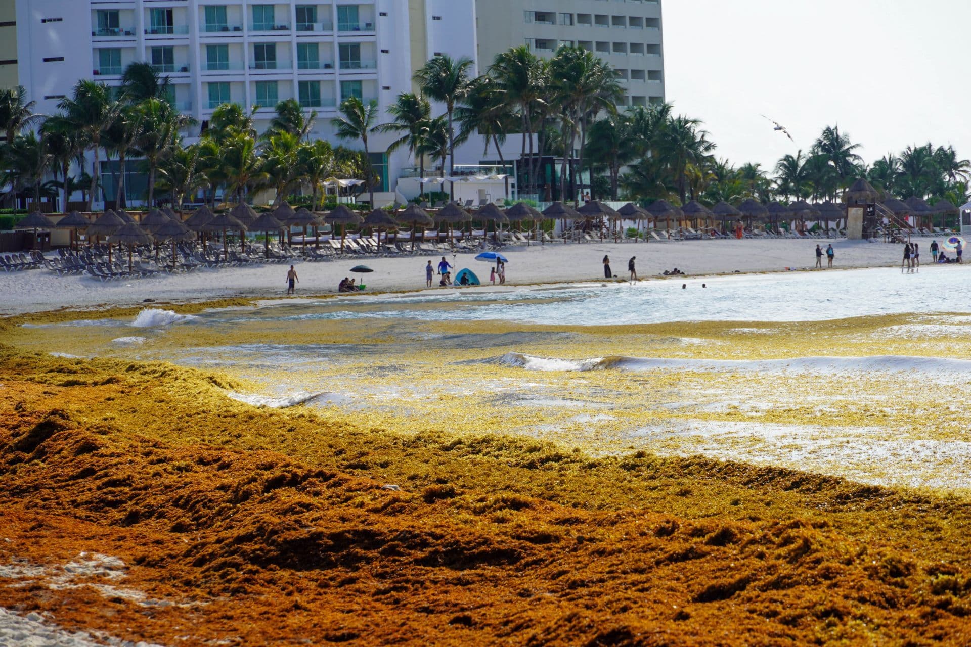 Playa Gaviota Azul, conocida como Playa Forum, amaneció este 29 de julio con una extensa franja de sargazo