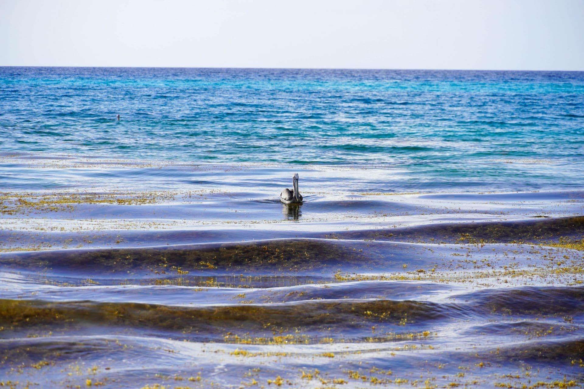 Playa Gaviota Azul, conocida como Playa Forum, amaneció hoy con sargazo