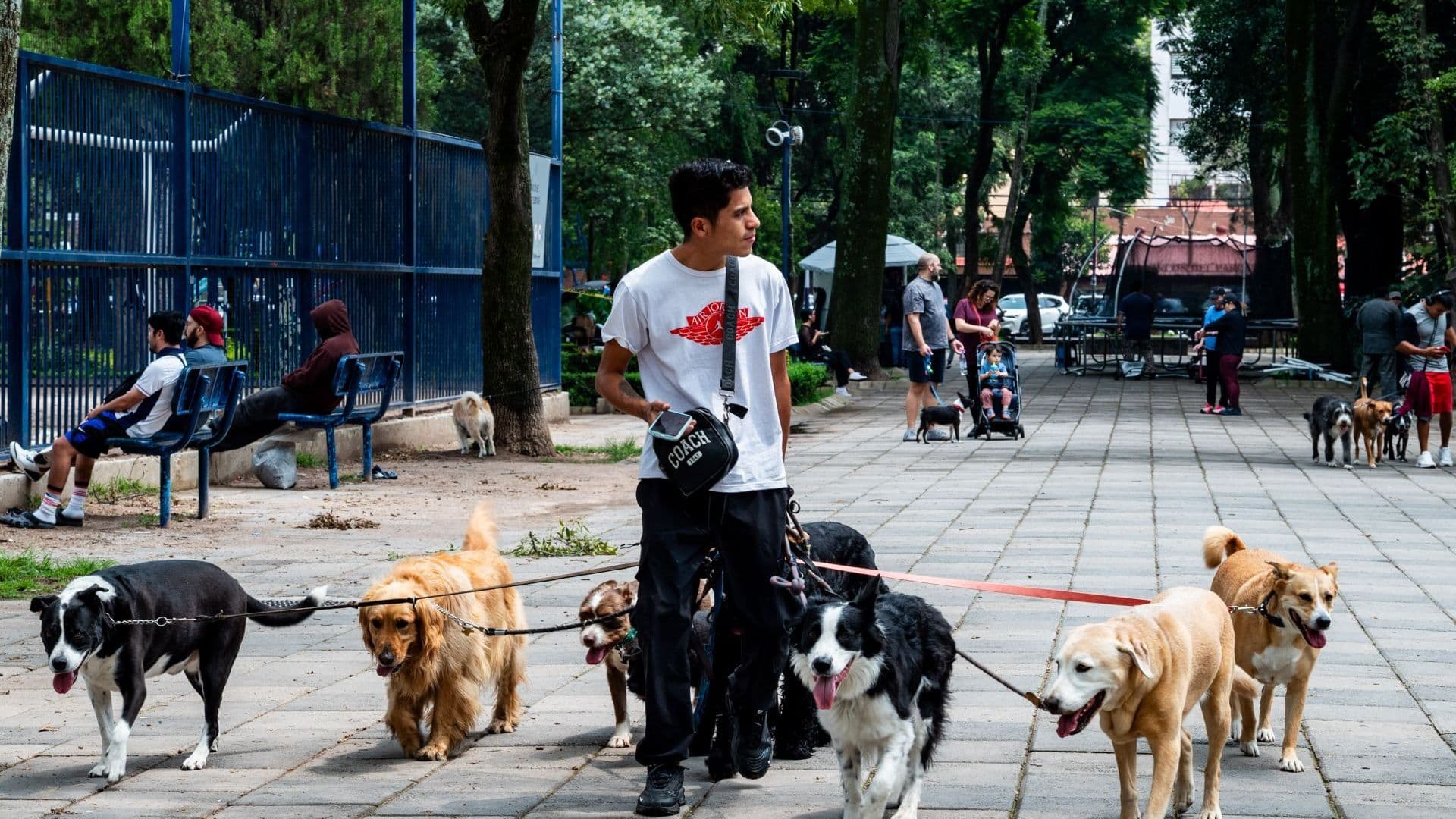 Senado Nueva Ley Bienestar Animal
