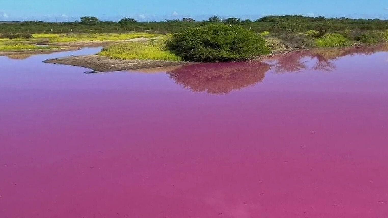 ¿Por Qué un Estanque de Maui se Pintó de Rosa Brillante?