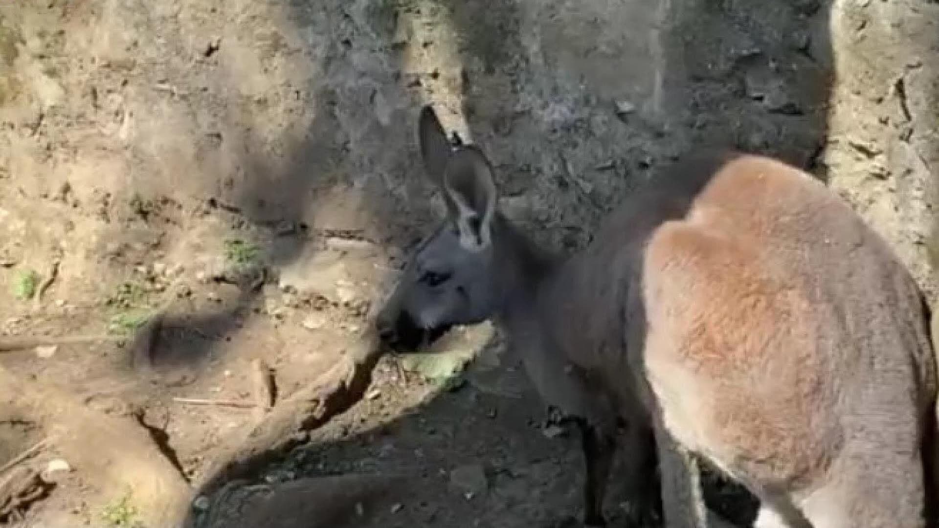 Llega Canguro a la UMA Citlaltépetl de Orizaba