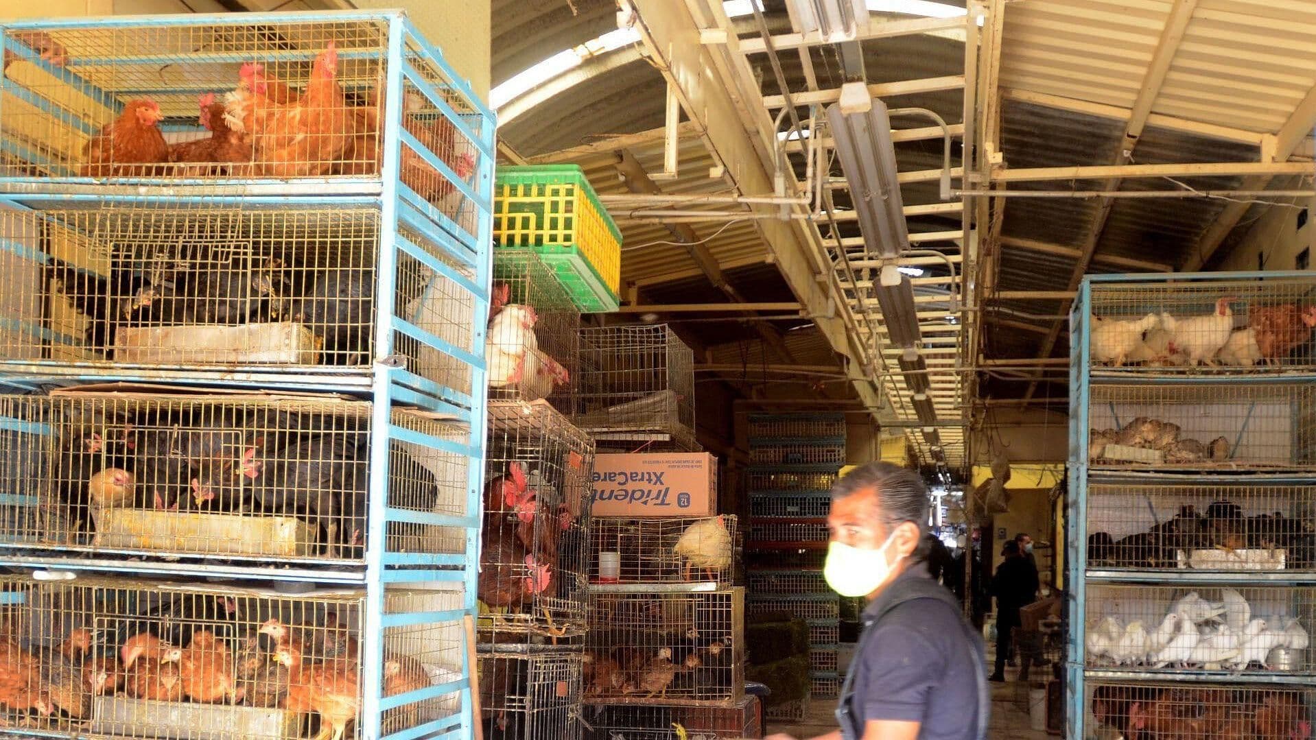 Así Viven Animales para Rituales Satánicos en Mercado Sonora
