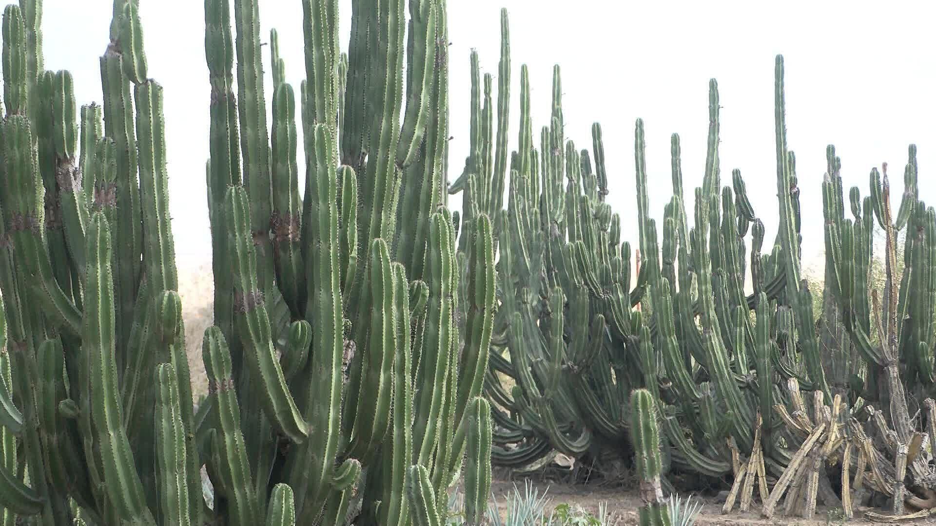 Amacueca, Jalisco, un Importante Productor de Cultivos