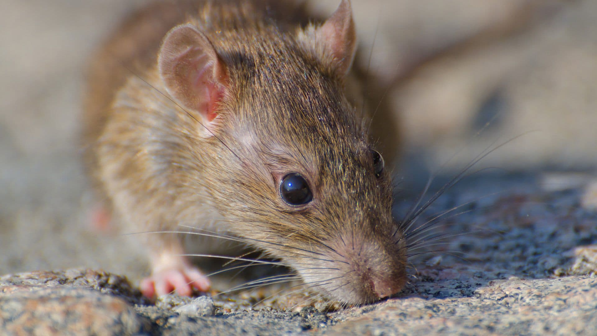 Captan a Ratas Corriendo en Áreas Verdes de San Andrés Cholula, Puebla