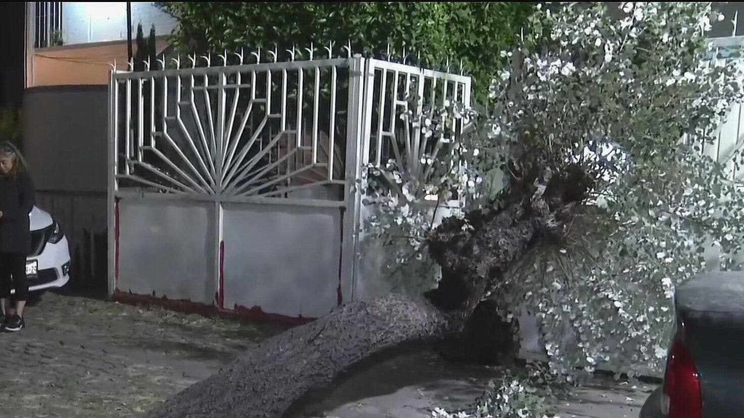 Árbol Cae en CTM Culhuacán, CDMX