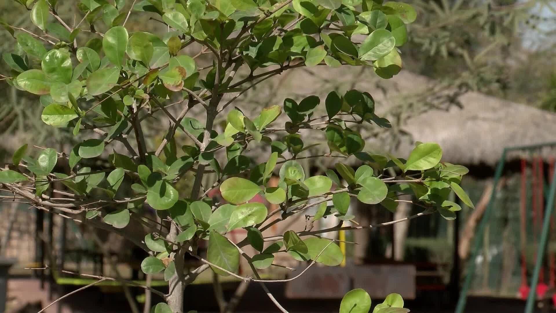 100 Árboles Fueron Plantados en el Bosque de la Ciudad