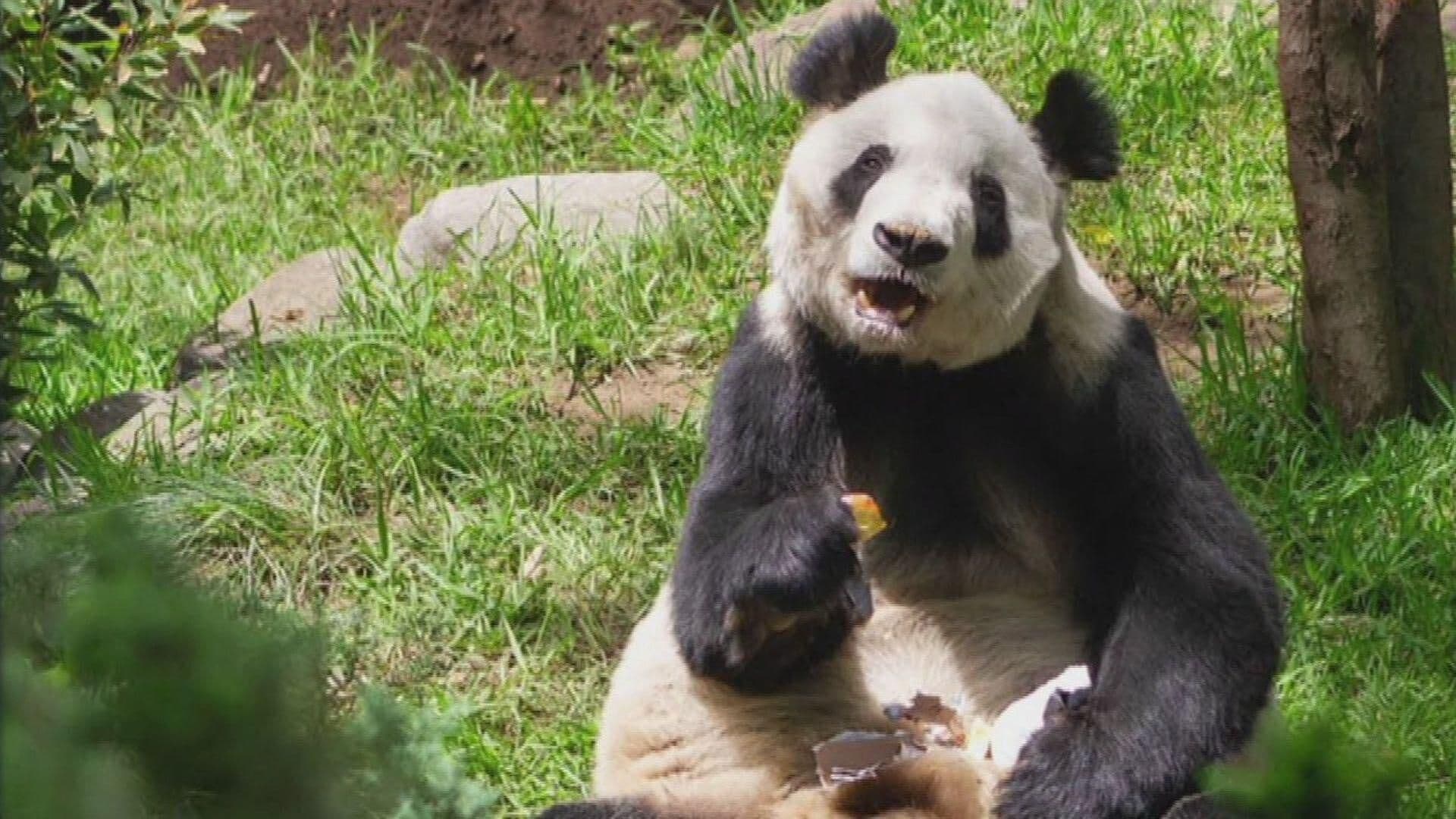 La Panda Xin Xin, Orgullo de Chapultepec, Supera Expectativa de Vida