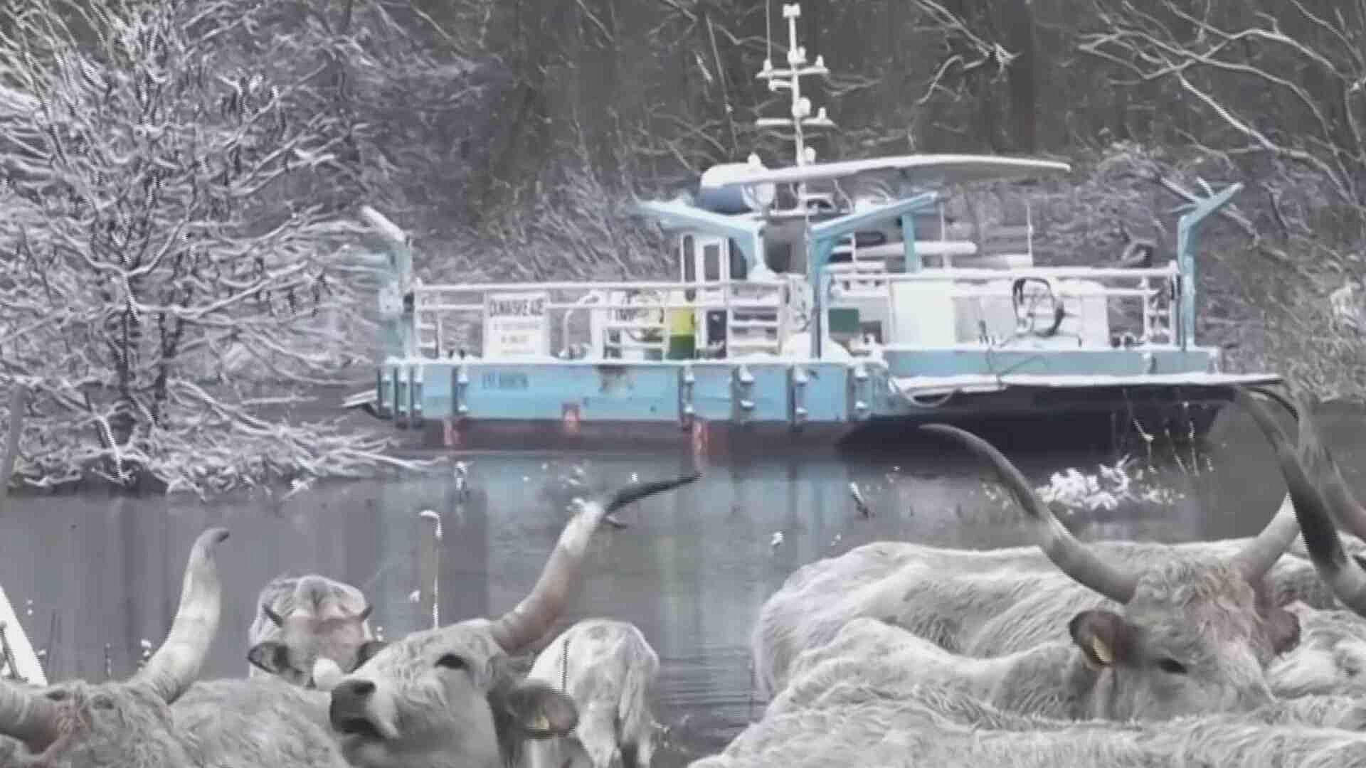 Salvan a Caballos, Terneros y Ganado de las Heladas en Serbia