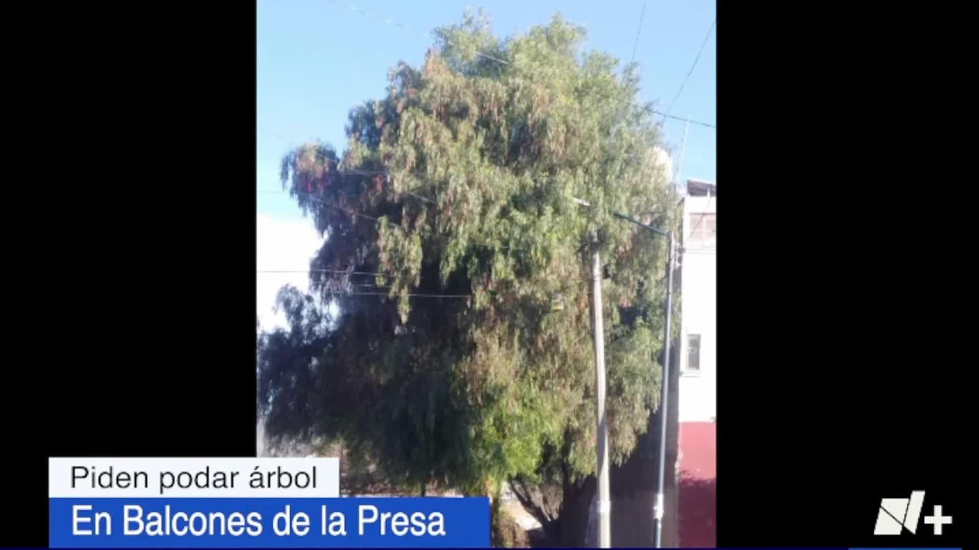 Vecinos Temen que Árbol Tumbe Cables de Luz en Balcones de la Presa
