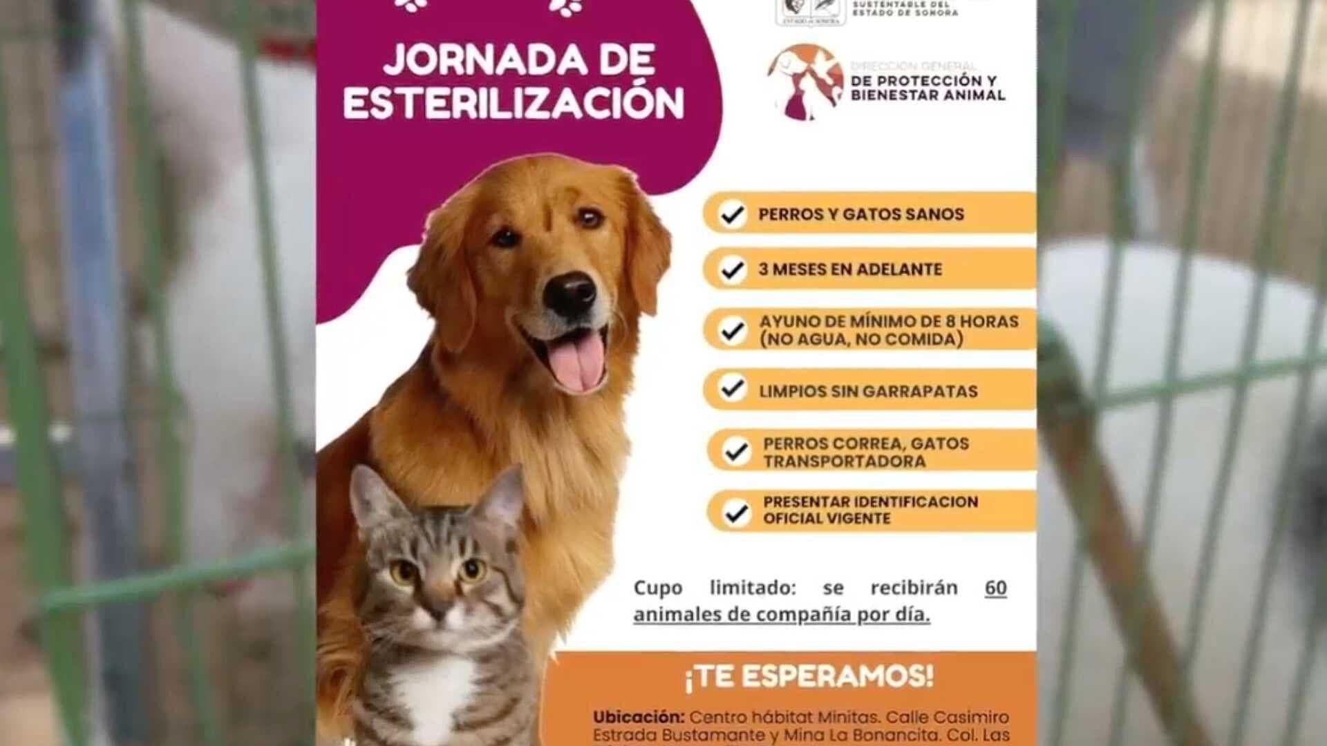 Invitan a Jornada de Esterilización de Mascotas en Colonia Las Minitas