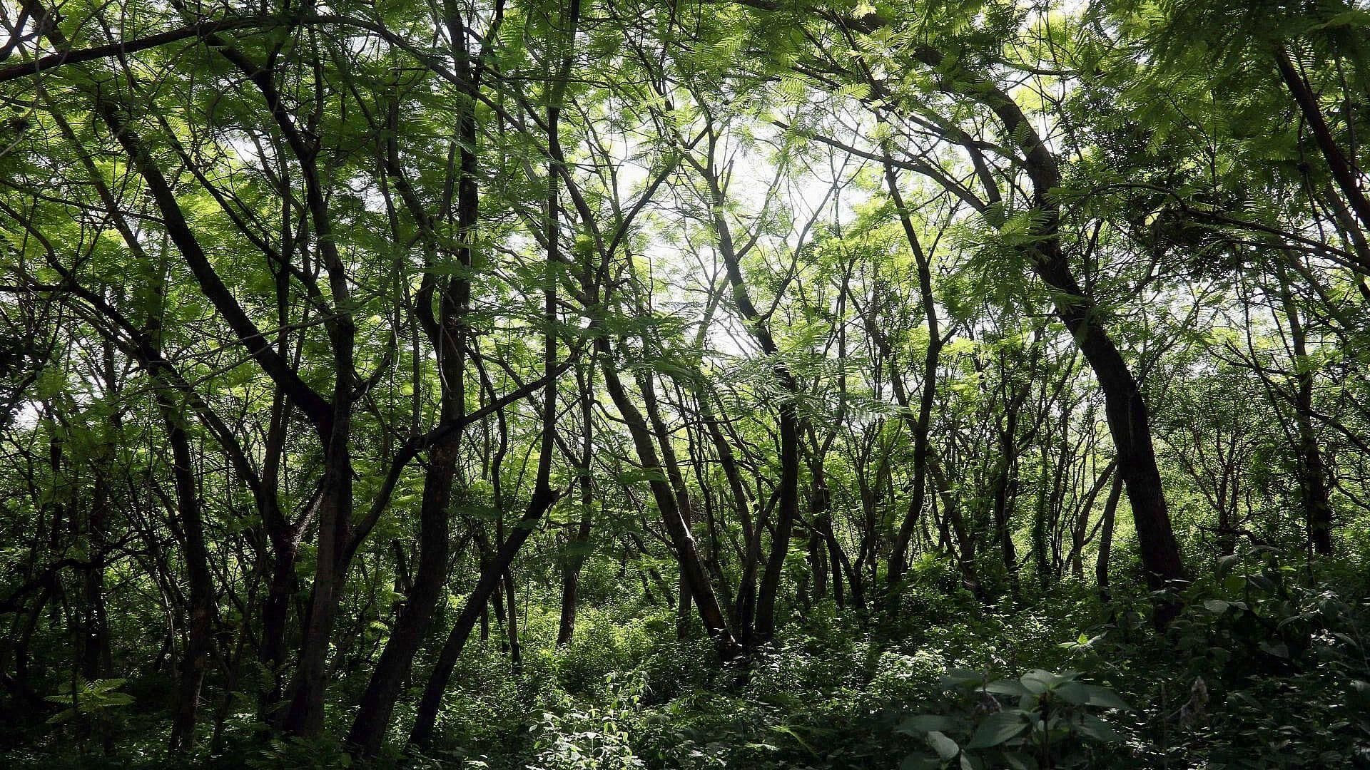 Cártel Tiene Pistas Clandestinas en la Selva Lacandona: AMLO