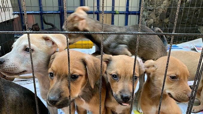 Aseguran Refugio de Perros en la Colonia Observatorio