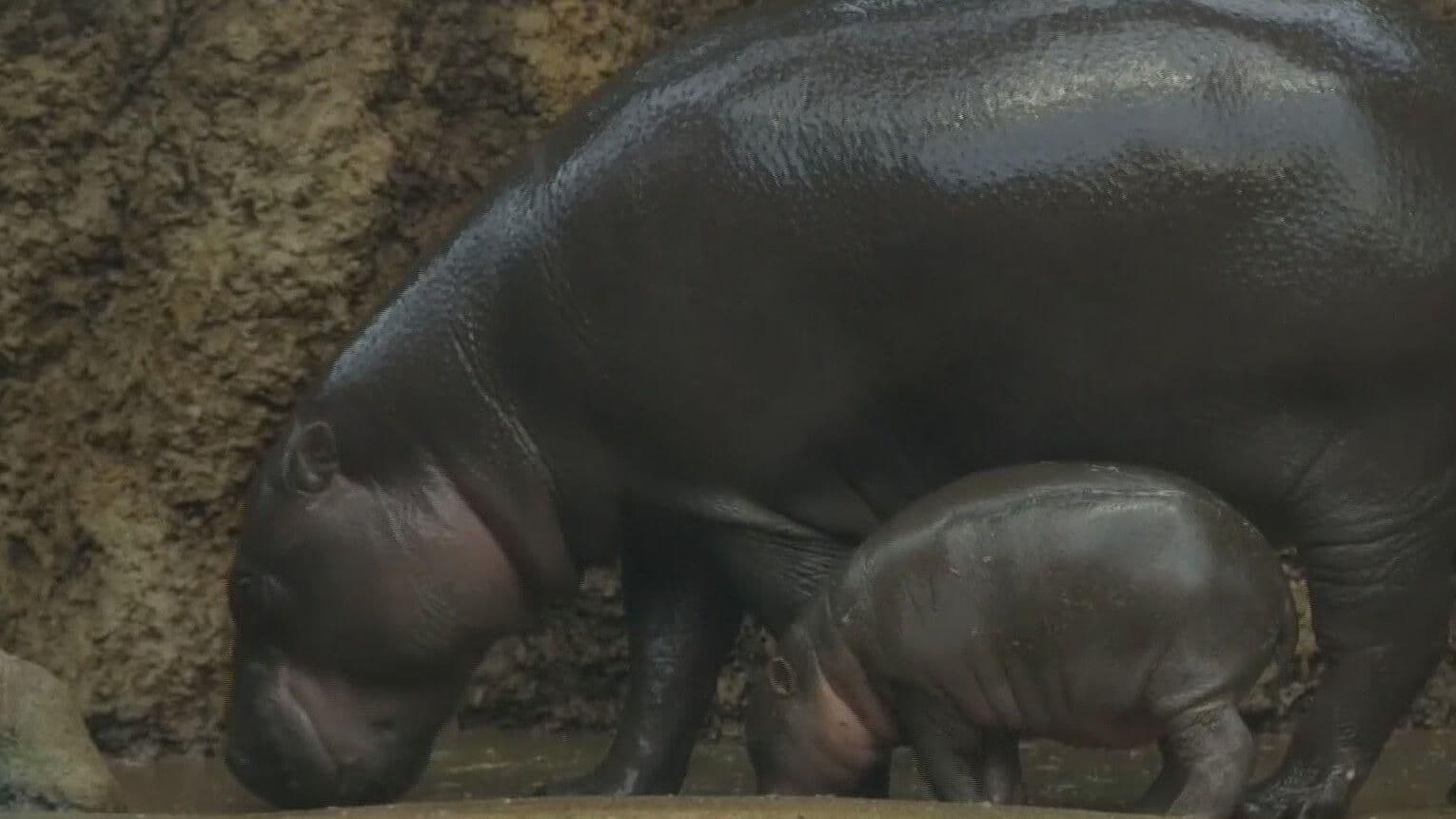 Hipopótamo Pigmeo Causa Sensación en Zoológico de República Checa