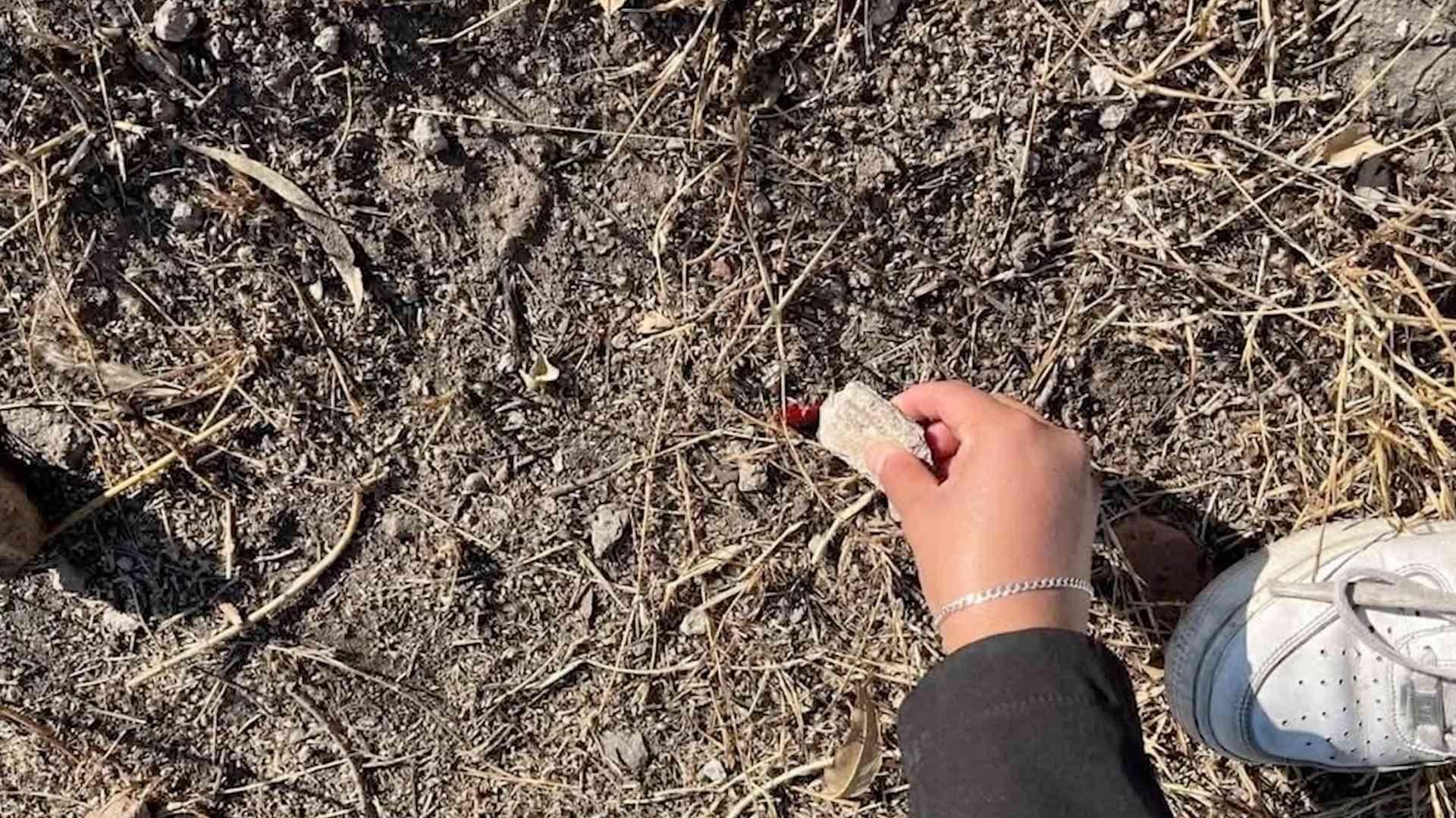 Denuncian Supuesto Envenenamiento de Perros y Gatos en Santa Cruz Nieto, Querétaro