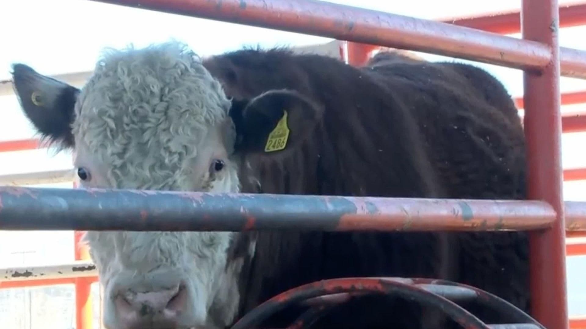 Reabren Cruce San Jerónimo-Santa Teresa para Exportación de Ganado en Chihuahua